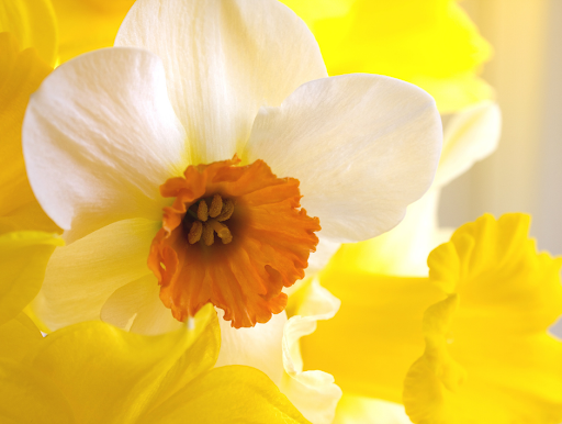 Florist «Country Garden Florist», reviews and photos, 9559 US-42, Prospect, KY 40059, USA