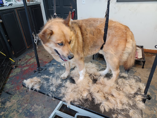 Madi B's Boarding and Daycare