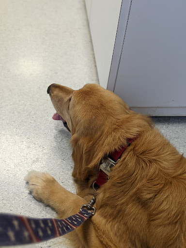 Veterinary Medical Center Europe unter Kaiserslautern, 