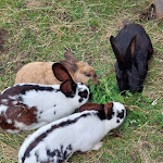 Photo n°9 de l'avis de giovanni.o fait le 05/08/2023 à 17:32 sur le  Ütia Florian à La Villa