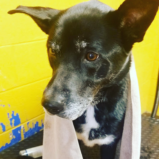 Pet Store «Hollywood Feed - Memphis, TN - Broad», reviews and photos, 2648 Broad Ave, Memphis, TN 38112, USA