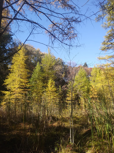 Park «Quaking Bog», reviews and photos, Theodore Wirth Pkwy, Minneapolis, MN 55411, USA