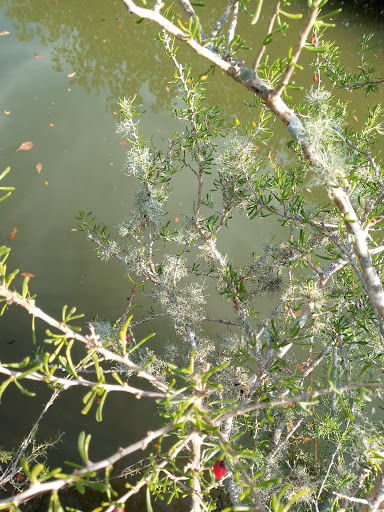 Park «Hammock Park», reviews and photos, 1945 San Mateo Dr, Dunedin, FL 34698, USA