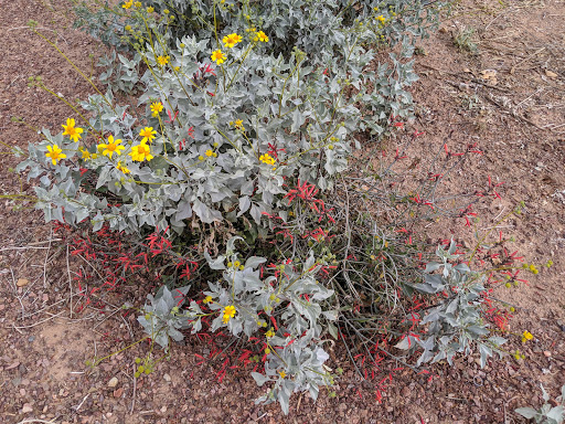 Park «Bicentennial Park», reviews and photos, 16705 N Nash St, Surprise, AZ 85378, USA