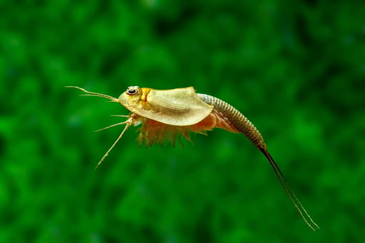 AQ4Aquaristik unter Braunschweig, 