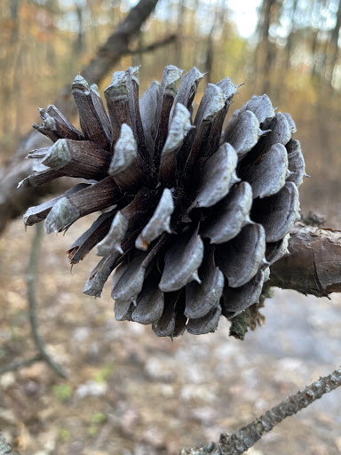 Nature Preserve «Black Run Preserve», reviews and photos, Kettle Run Rd, Evesham Township, NJ 08053, USA