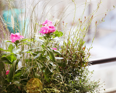 Ma Petite Jardinière à Paris