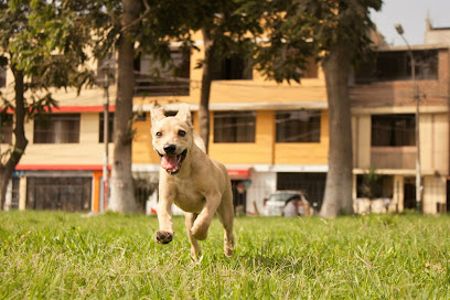 Hospedaje PET HOUSE -Servicios para mascotas en Los Olivos