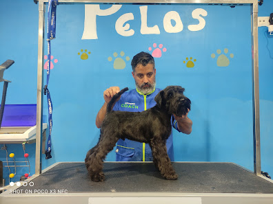 peluqueria canina y consulta veterinaria Pelos C. Zurbarán, 4, 11010 Cádiz, España