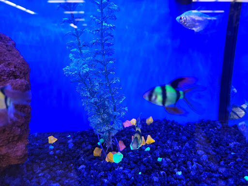 Pet Supply Store «Petco Animal Supplies», reviews and photos, 29560 W Seven Mile Rd, Livonia, MI 48152, USA