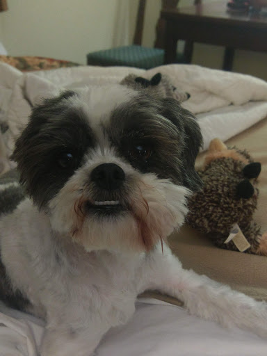 Pet Supply Store «Petco Animal Supplies», reviews and photos, 2807 Wilma Rudolph Blvd, Clarksville, TN 37040, USA