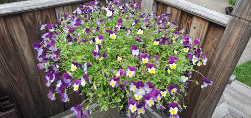 Garden Center «Westminster Nursery & Florist», reviews and photos, 30 Westminster Rd, West Hempstead, NY 11552, USA