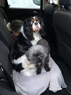 Clinique Vétérinaire des 4 Saisons à Onet-le-Château