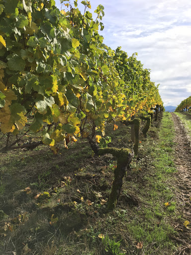 Winery «David Hill Vineyards & Winery», reviews and photos, 46350 NW David Hill Rd, Forest Grove, OR 97116, USA