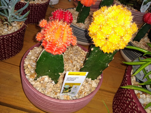 Shopping Mall «Northside Mall», reviews and photos, Ross Clark Cir & Hwy 231, Dothan, AL 36303, USA