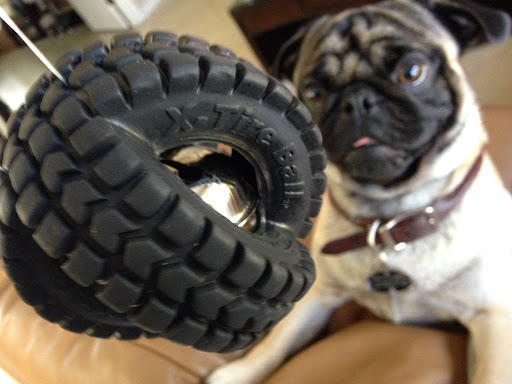 Pet Store «Puppy Boutique Store», reviews and photos, 4001 N Federal Hwy, Fort Lauderdale, FL 33308, USA