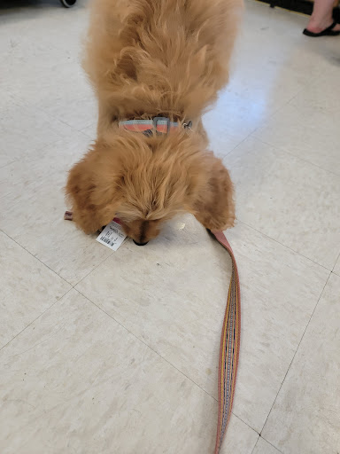 Pet Supply Store «Pet Life | Supplies, Services & Knowledge», reviews and photos, 4 Scamman St, Saco, ME 04072, USA