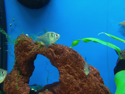 Pet Supply Store «Petco Animal Supplies», reviews and photos, 855 E Bidwell St, Folsom, CA 95630, USA