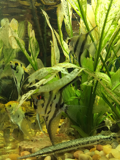 Pet Store «Petland Discounts - Paterson», reviews and photos, 128 Main St, Paterson, NJ 07505, USA