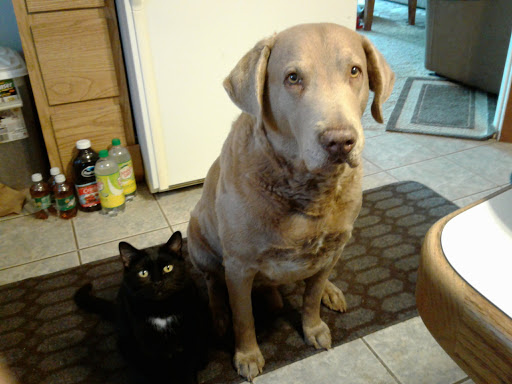 Pet Supply Store «K-9 Specialties», reviews and photos, 31936 Mound Rd, Warren, MI 48092, USA