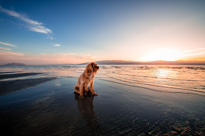 Coastal Canine Physio