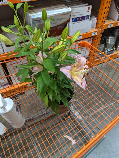 Home Improvement Store «The Home Depot», reviews and photos, 11215 St Charles Rock Rd, Bridgeton, MO 63044, USA