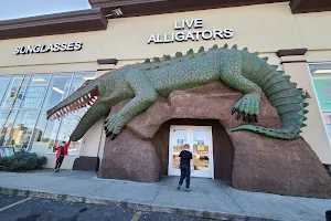 Live Alligators Souvenir Store image