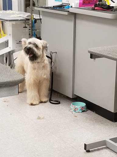 Pet Supply Store «Petco Animal Supplies», reviews and photos, 1808 Tamiami Trail a, Port Charlotte, FL 33948, USA