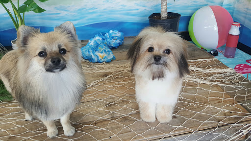 Suds & Swagger Pet Grooming