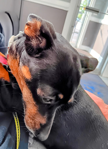 Meadowlawn Animal Services image