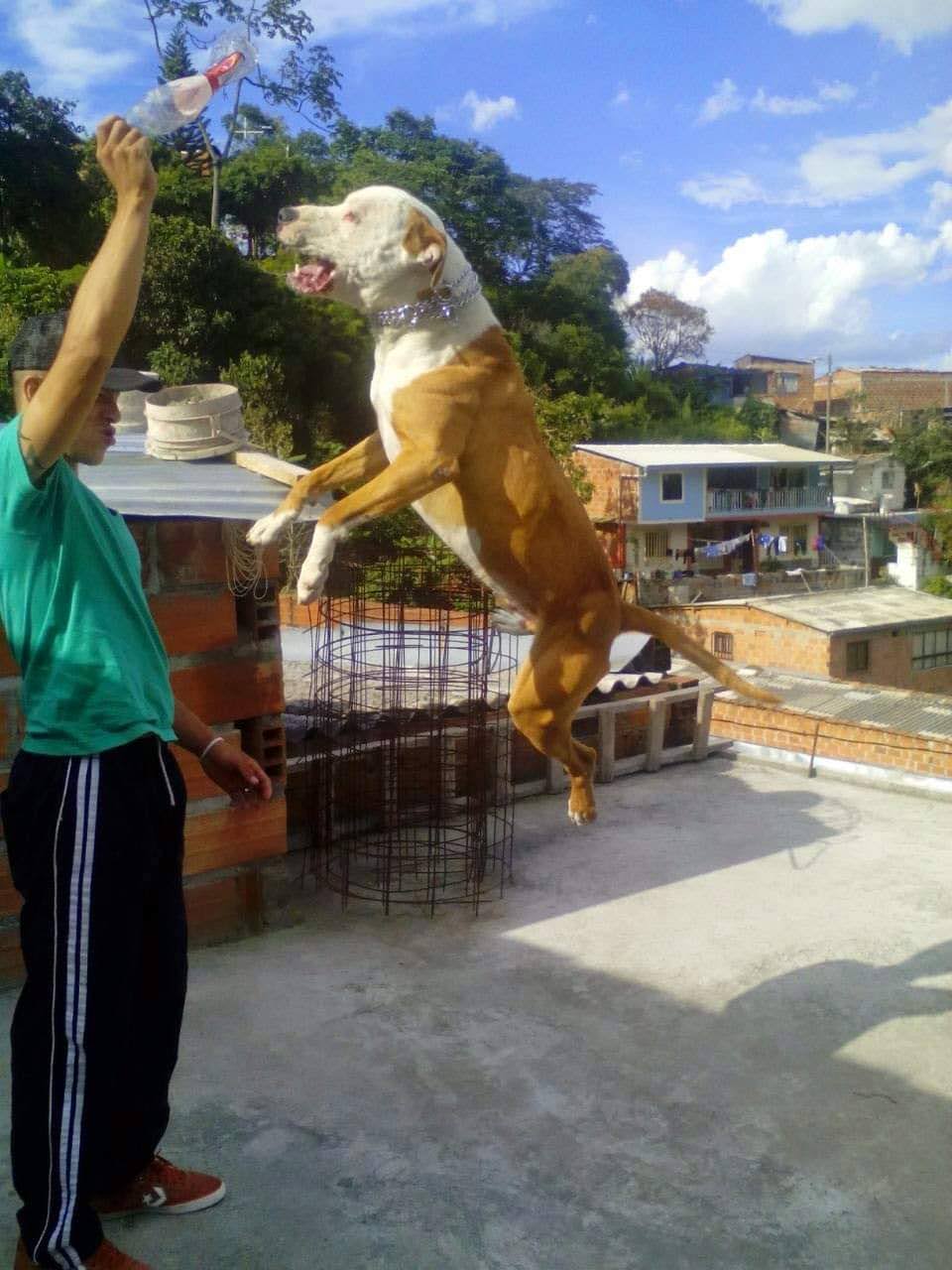 Clínica Veterinaria Amigo FIel