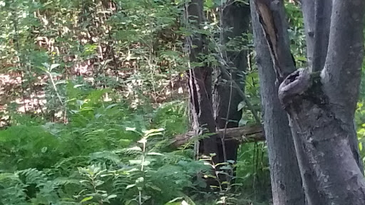 Hiking Area «Den Rock Park», reviews and photos, Stirling St, Andover, MA 01810, USA