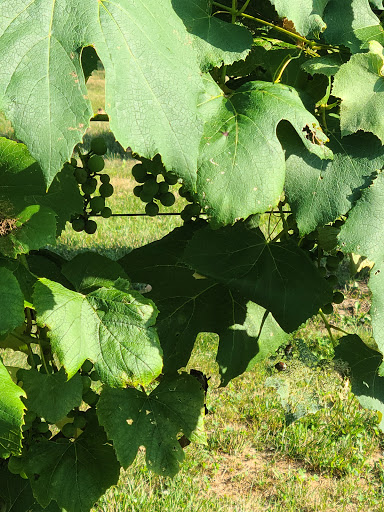 Vineyard «Crossing Vineyards and Winery», reviews and photos, 1853 Wrightstown Rd, Newtown, PA 18940, USA