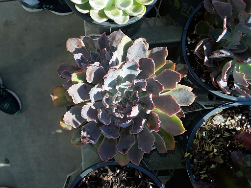 Home Improvement Store «The Home Depot», reviews and photos, 1524 E Brandon Blvd, Brandon, FL 33511, USA