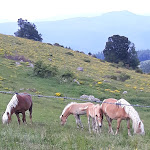 Photo n° 15 de l'avis de Mag.r fait le 23/06/2019 à 19:41 pour Ferme Auberge Kahlenwasen à Luttenbach-prés-Munster