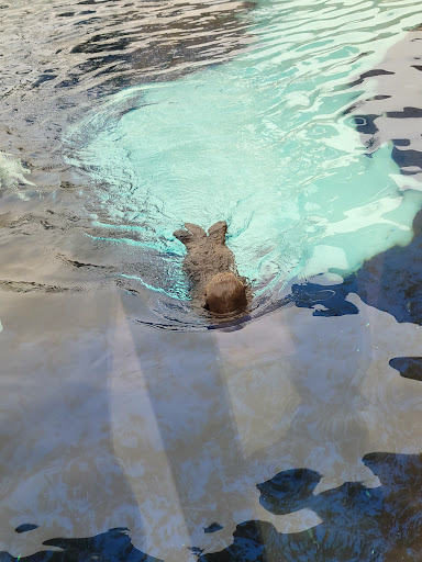 Zoo «Arctic Ring of Life», reviews and photos, 8450 W 10 Mile Rd, Royal Oak, MI 48067, USA