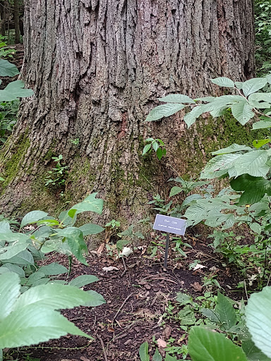 Nature Preserve «Meltzer Woods», reviews and photos, 1522 S 600 E, Shelbyville, IN 46176, USA