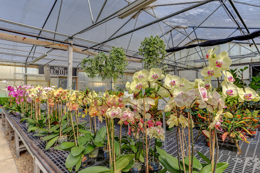 Dr Delphinium Flower & Orchid House