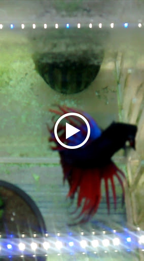 Tropical Fish Store «The Fish Store», reviews and photos, 12320 Lake City Way NE, Seattle, WA 98125, USA