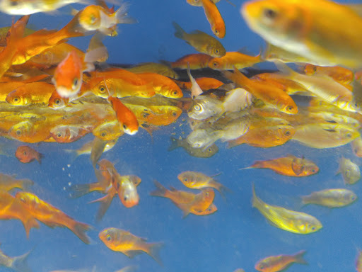 Pet Supply Store «Petco Animal Supplies», reviews and photos, 97 E Street Rd, Feasterville-Trevose, PA 19053, USA