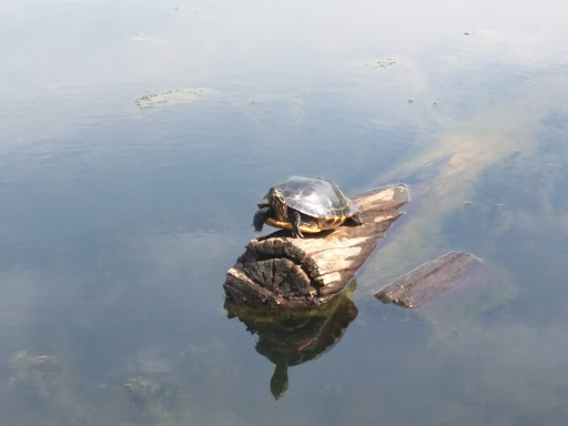 Nature Preserve «Cincinnati Nature Center», reviews and photos, 4949 Tealtown Rd, Milford, OH 45150, USA