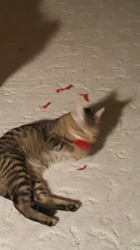 Pet Supply Store «Pet Supplies Plus», reviews and photos, 3200 E Agency St #200, Burlington, IA 52601, USA