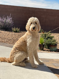 K9 Resorts Luxury Pet Hotel Albuquerque - Photo 2 - Car repair in Albuquerque, NM, Albuquerque