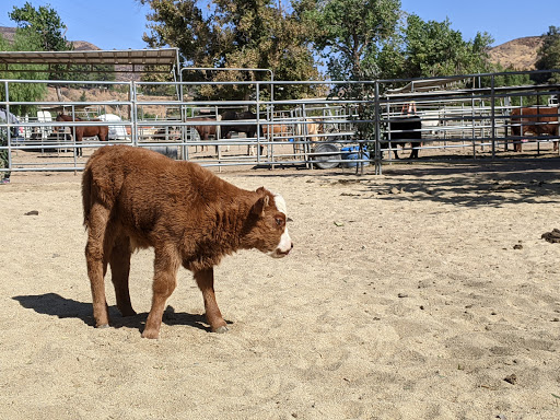 Cattle farm Santa Clarita