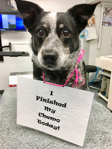 Pinehurst Animal Hospital and Dental Clinic