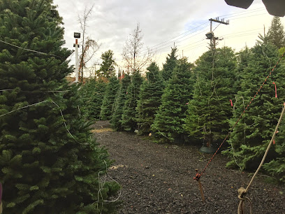 Abel's Christmas Trees