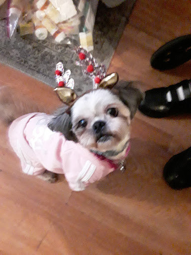 Pet Groomer «Pupazzo Dog Grooming Xprss & Pet Supplies», reviews and photos, 2080 E Pacific Coast Hwy, Long Beach, CA 90804, USA