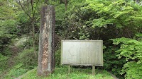 天然記念物-常盤家のイヌマキ