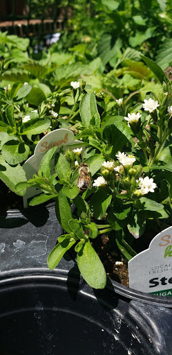 Building Materials Store «ProBuild», reviews and photos, 235 River St, Santa Cruz, CA 95060, USA