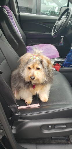 Pet Supply Store «PetSmart», reviews and photos, 10309 156th St E, Puyallup, WA 98373, USA